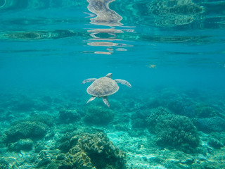Fototapeta premium Sea turtle in water of tropic sanctuary. Green turtle in sea water.