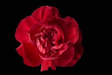 Beautiful Red  carnation Head on Black back ground