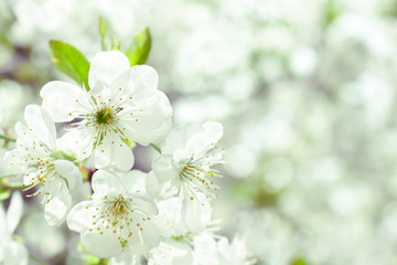 spring cherry tree blossom. floral background with white flowers.