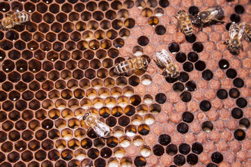 Honeycomb with bees