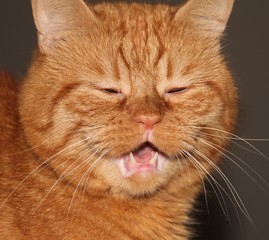 You gotta love this cat