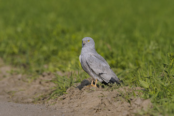 Montagu`s Harrier Circus pygargus - portrait of wild adult male in spring scenery