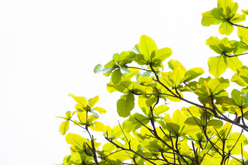 green leaf leaves budding in the spring for background,In the spring natural background , eco concept