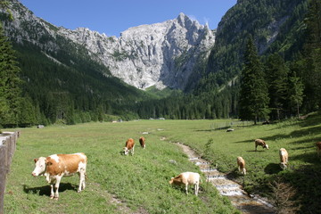 Fototapeta na wymiar Kühe grasen vor dem Jenner im Berchtesgadener Land