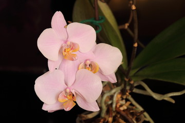Branch of the orchid flowers