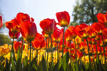 Spring in garden, flower background, tulips