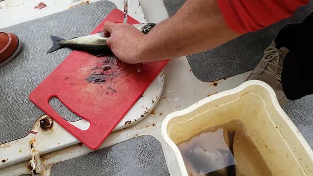 Scaling scomber on yacht deck after fishing.