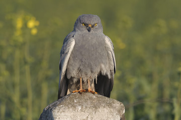 Montagu`s Harrier Circus pygargus - portrait of wild adult male in spring scenery