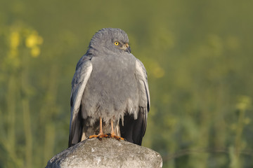 Montagu`s Harrier Circus pygargus - portrait of wild adult male in spring scenery