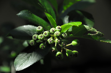 Green unripe chokeberries and leaves. Spring macro photo