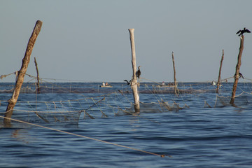 Cormorant hunting around the fishing nets
