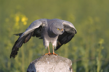 Montagu`s Harrier Circus pygargus - portrait of wild adult male in spring scenery