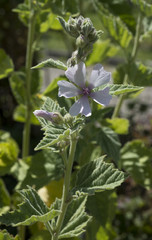 Eibisch (althaea officinalis) - marsh mallow_Botanical garden KIT Karlsruhe, Baden Wuerttemberg,...