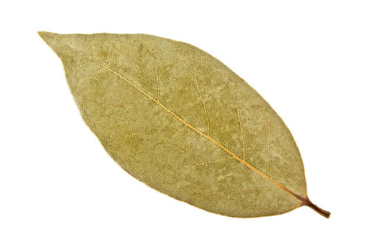 Single Dried Bay Leaf Isolated On A White Background