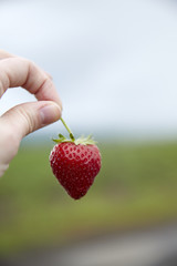 Strawberry Picking