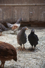 Chickens in barn