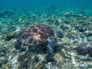 Naklejka na ściany i meble Sea turtle eating seaweeds. Green turtle in sea water.