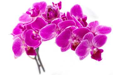 Flowering branch of Orchid falenopsis on white background
