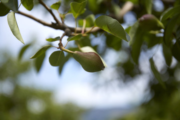 Pear Tree