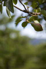 Pear Tree