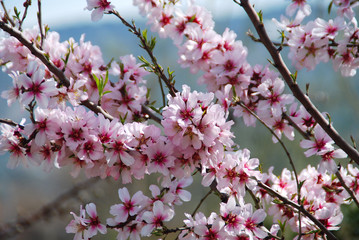 FLORACIÓN MELOCOTONERO