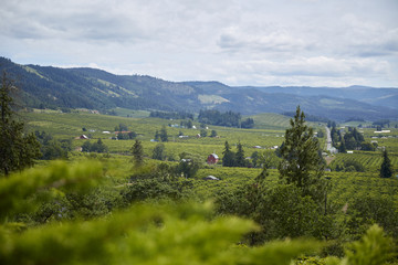 Oregon Mountain View