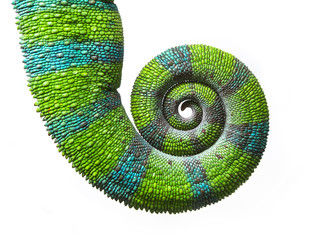 Chameleon spiral tail, Panther chameleon, Furcifer pardalis Ambilobe - obrazy, fototapety, plakaty