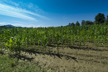 Fototapeta na wymiar Corn field after heavy rainfall, Baden-Wuerttemberg, Germany