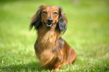 Dachshund