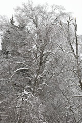Fototapeta premium Tree after an ice storm, rain.