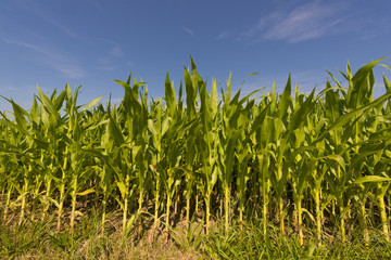 Corn field before harvest_Baden-Wuerttemberg, Germany