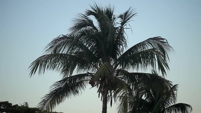 Coconut palm at the evening shot