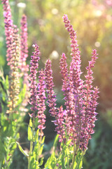 Obraz premium the sun's rays shine on blossoming meadow sage