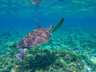 Obraz premium Sea turtle diving above seaweeds. Green turtle in sea water.