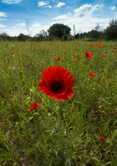 Fototapeta premium Close up of poppies, blossom, Baden-Baden, Baden Wuerttemberg, Germany, Europe