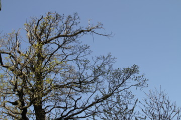 Wienerwald Spring Flora