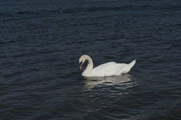 A white swan on the Rhine near Iffezheim_Baden Baden, Germany, Europe
