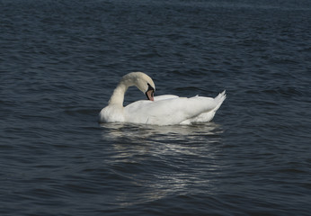 Obraz premium A white swan on the Rhine near Iffezheim_Baden Baden, Germany, Europe