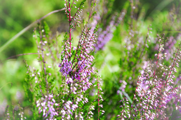 Little pink flowers of blooming Heather. Spring closeup macro photo