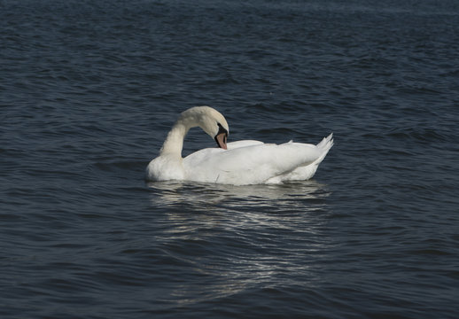 A white swan on the Rhine near Iffezheim_Baden Baden, Germany, Europe