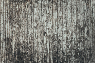 Obraz premium Old wood texture background