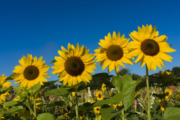 Obraz premium Sunflower field against blue sky_Baden-Baden, Germany