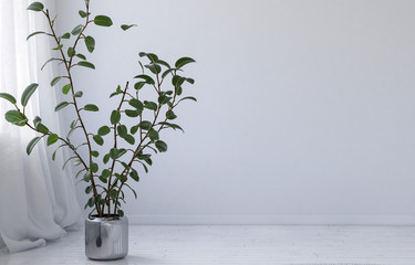 Potted plant in a minimalist white room