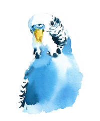 Fototapeta premium Watercolor Bird Budgerigar Parakeet Hand Drawn Summer Tropical Illustration isolated on white background