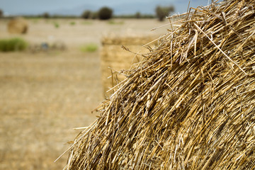 Hale bales field on Cyprus. Sunny summer day. Cyprus symbol. Agriculture and travel concept