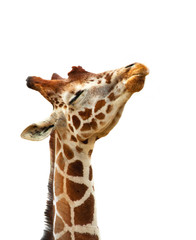 Humorous Giraffe isolated on white background