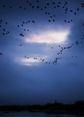 Geese at sunset in winter