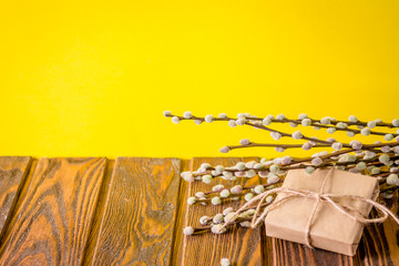 Pussy-willow branches on yellow background