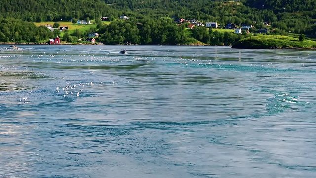 Whirpool in fjord. Floating in strait with water boiling in tidal current. Gulls fly around and eat exhausted fish Saltstraumen, Bodo.