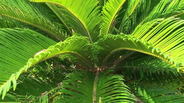 Sago Palm